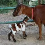 goat care