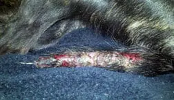 bacterial skin infection in dogs