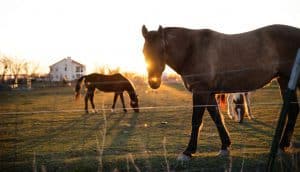 horse farm safety