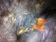 horse puncture wound recovery