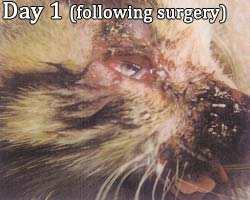 cat facial wound