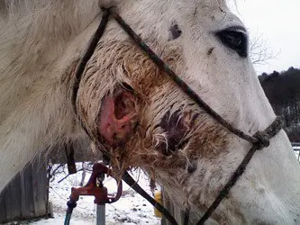 Horse Abscess & Infection