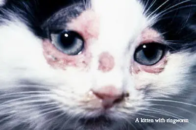 pictures of ringworm in cats