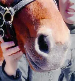 Horse with deep laceration to nostril - AFTER Banixx