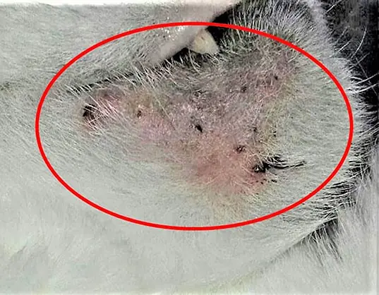 cat skin infection