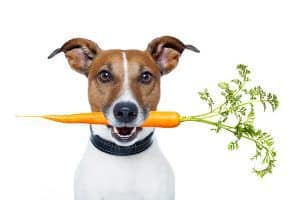 can dogs ear raw carrots