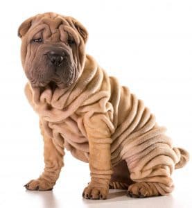 wrinkle infections in dogs