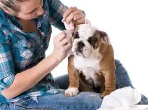 best dog ear cleaner solution from Banixx being used on a puppy