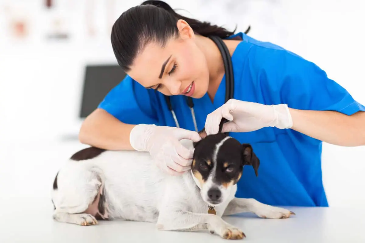 Banixx dog ear infection treatment
