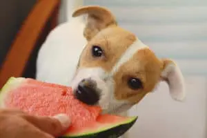can dogs eat watermelon skin