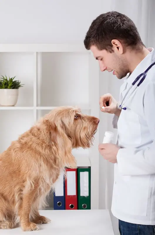 Vet Giving Dog Benadryl