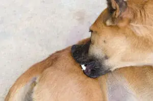 dog biting fleas causing hot spot