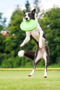 dog catching frisbee to keep hot spots at bay