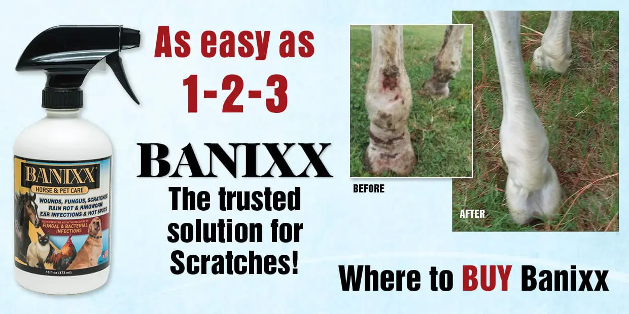 Treating scratches with Banixx