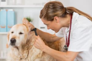 veterinarian care for dog bug bites
