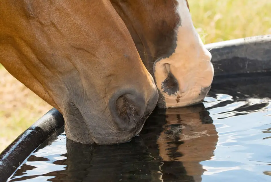 horse water trough