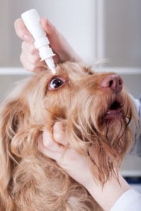 Home Treatment For Dog Conjunctivitis
