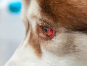 Pink Eye Treatment For Dogs