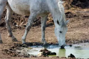 horse drinking dirty water
