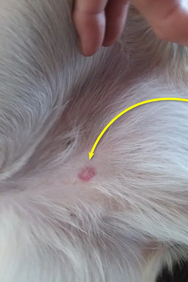 early stage ringworm in dogs pictures