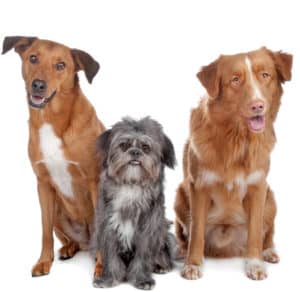 mixed breed dogs
