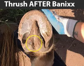 horse thrush treated with Banixx