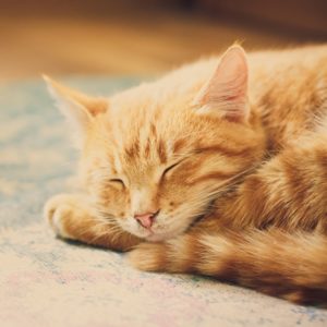 cat ear infection home remedies