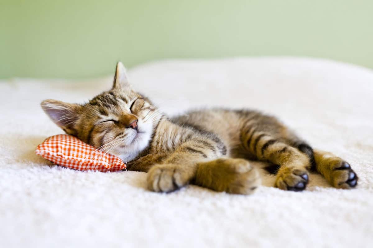 cute cat curled up on bed