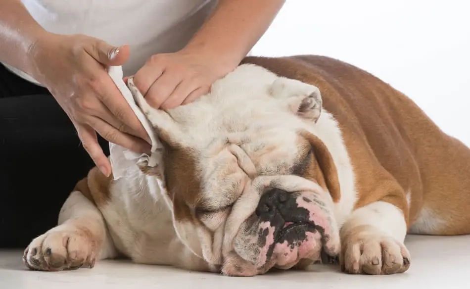 dog ear infection treatment picture