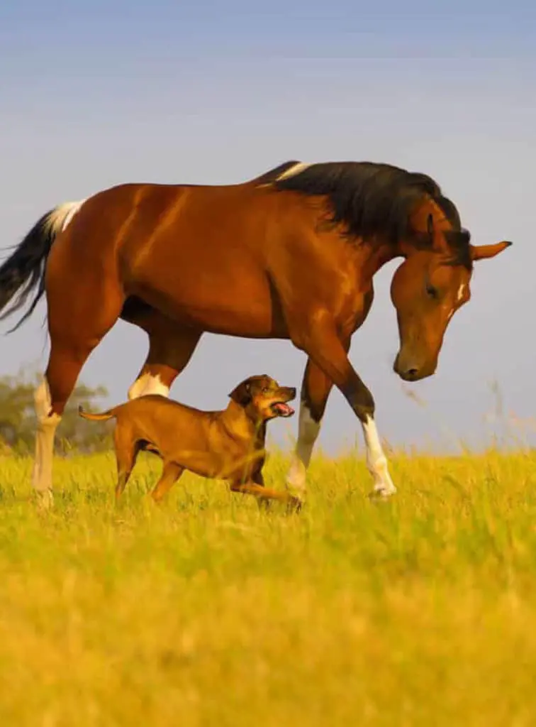 horse and dog running