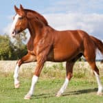antifungal in horses