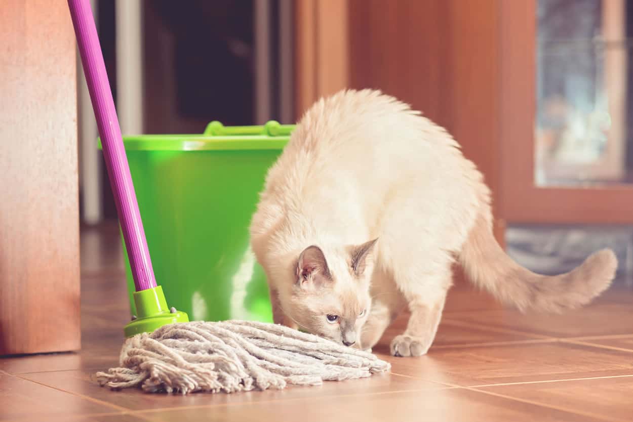 household cleaners cat