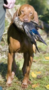 hunting dog duck