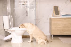 toilet bowl dog