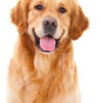 ringworm treatment for dogs