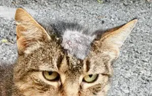 ringworm on cat head