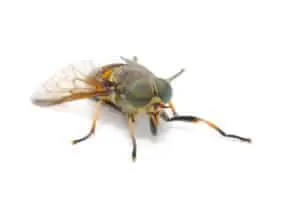 botfly horsefly