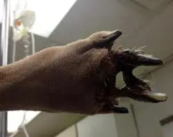 infected dog paw wound