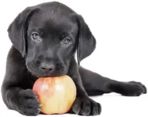 dog eat apple core