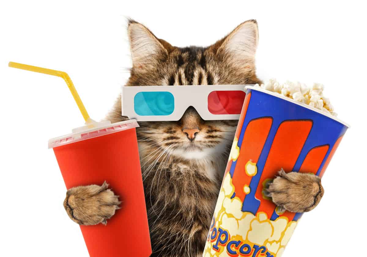cats and popcorn
