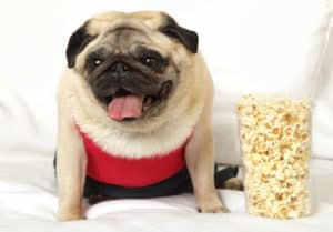dog popcorn