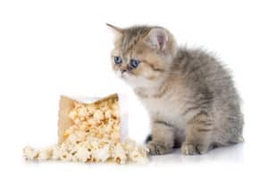 popcorn cat