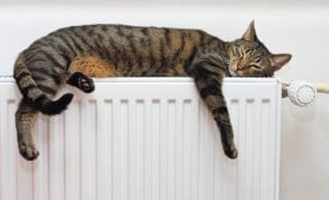 cat on heater