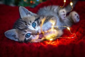 cute Christmas cat