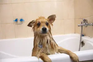 Bathing your dog in bath tub