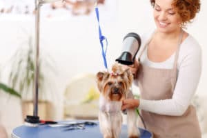 dog grooming blow drying