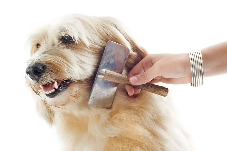 Dog being combed