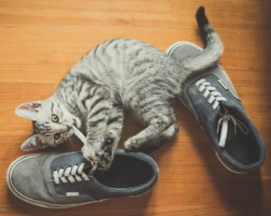 cat playing shoes