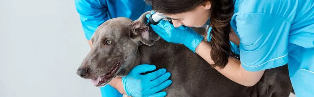 veterinarian examines dog ear inspection