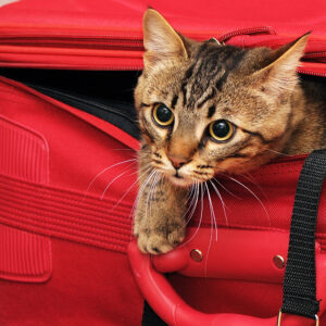 How to Travel on a Plane with a Cat